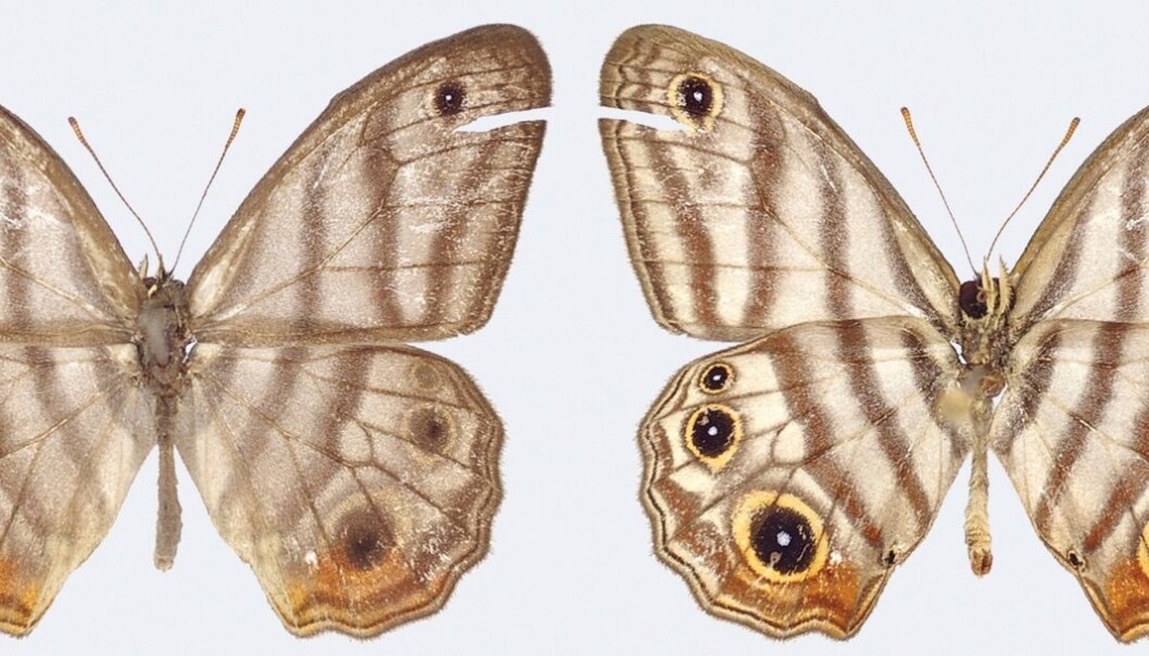 Sommerfuglen Euptychia attenboroughi har både uvanlige vinger og kjønnsorganer sammenlignet med andre i slekta. Her er hannen sett forfra (til høyre) og bakfra. (Foto: Andrew Neild, Trustees of the natural history museum, London. CC-BY 4.0) Sommerfuglen Euptychia attenboroughi har både uvanlige vinger og kjønnsorganer sammenlignet med andre i slekta. Her er hannen sett forfra (til høyre) og bakfra. (Foto: Andrew Neild, Trustees of the natural history museum, London. CC-BY 4.0)