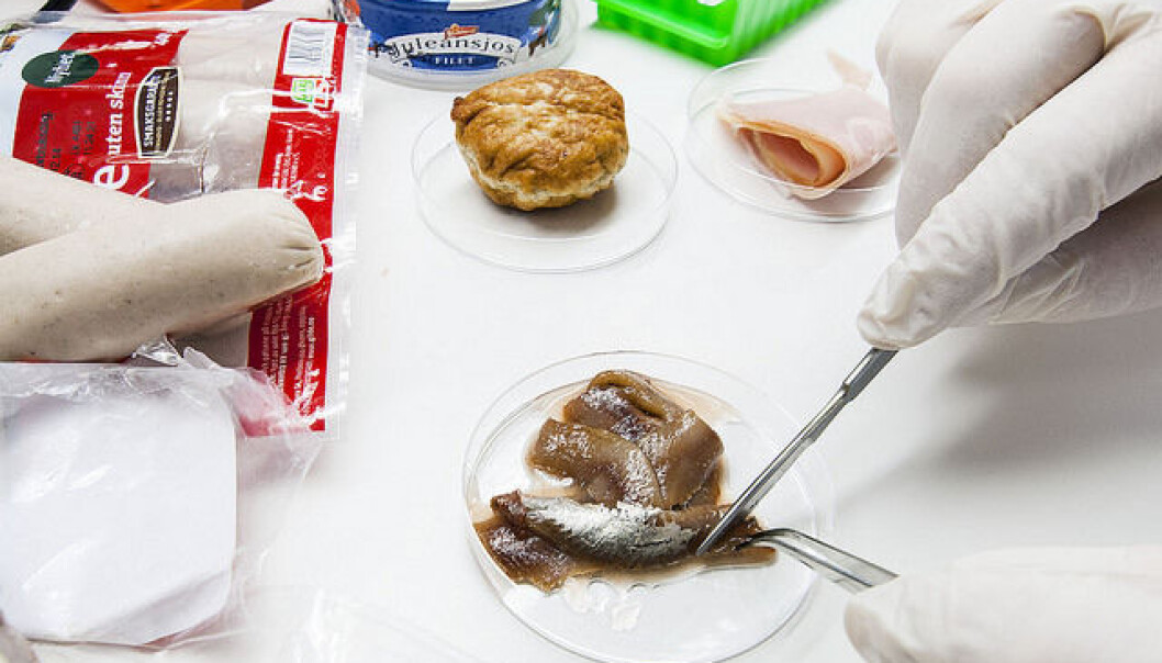 Tissue sampling of “Christmas anchovies” (actually European sprat, Sprattus sprattus). (Photo: Åge Hojem, NTNU University Museum). Tissue sampling of “Christmas anchovies” (actually European sprat, Sprattus sprattus). (Photo: Åge Hojem, NTNU University Museum).