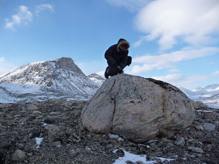 I Naqsaq Valley på Baffinøya ligger denne steinen, skjøvet fram i endemorenen til en isbre samtidig med at vikingene bosatte seg på Grønland rundt år 1000. Her undersøker geolog Jason Briner fra University at Buffalo steinen. (Foto: Nicolás Young) I Naqsaq Valley på Baffinøya ligger denne steinen, skjøvet fram i endemorenen til en isbre samtidig med at vikingene bosatte seg på Grønland rundt år 1000. Her undersøker geolog Jason Briner fra University at Buffalo steinen. (Foto: Nicolás Young)