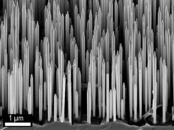 Electron microscopy photo of wurzite GaAs/AlGaAs nanowires. (Dheeraj Dasa and Helge Weman, NTNU). Electron microscopy photo of wurzite GaAs/AlGaAs nanowires. (Dheeraj Dasa and Helge Weman, NTNU).