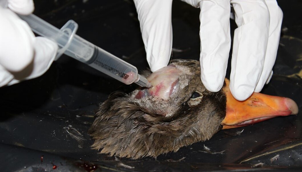 En ny studie har vist at danske gjess er smittet med samme type virus som plager gjess i Nord-Amerika. (Foto: Anders Fick Thomsen) En ny studie har vist at danske gjess er smittet med samme type virus som plager gjess i Nord-Amerika. (Foto: Anders Fick Thomsen)