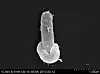 Scientists find smallest life forms on Earth