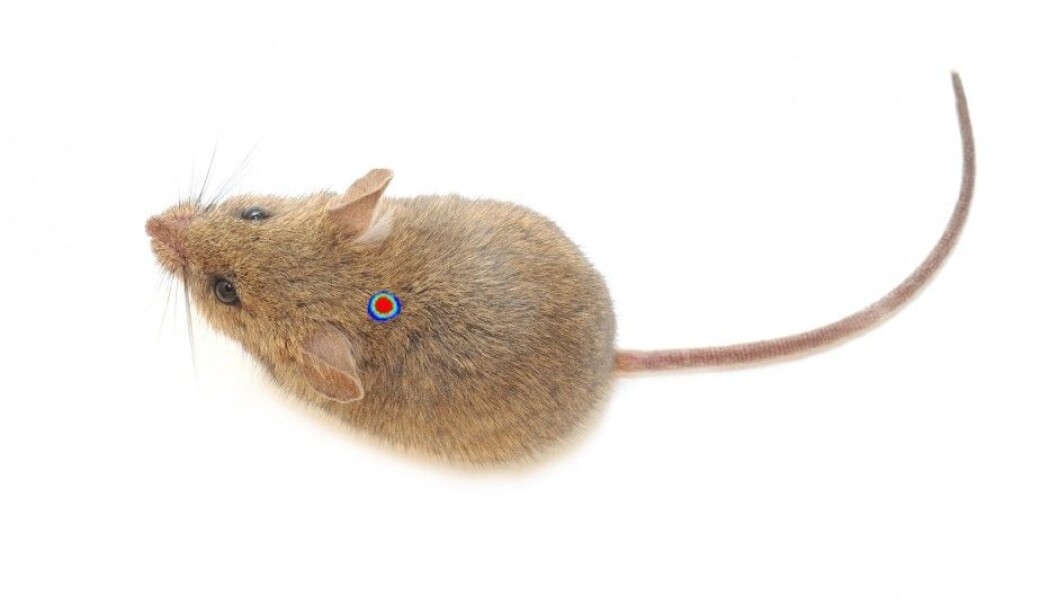 The brightly coloured mark denotes the transplanted stem cells in the mouse’s neck. (Illutration: Colourbox) The brightly coloured mark denotes the transplanted stem cells in the mouse’s neck. (Illutration: Colourbox)