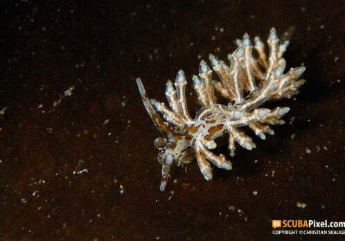 New sea slug species found in northern waters