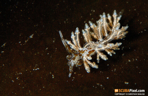New sea slug species found in northern waters