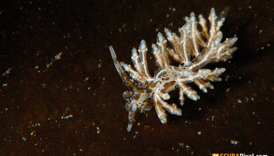 Recorded for the first time in Norwegian waters: the sea slug species Eubranchus doriae. (Photo: Christian Skauge)