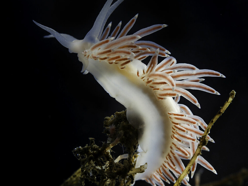 They look delicate and innocent, but nudibranchs have developed ingenious defense mechanisms. (Photo: Per Harald Olsen / NTNU)