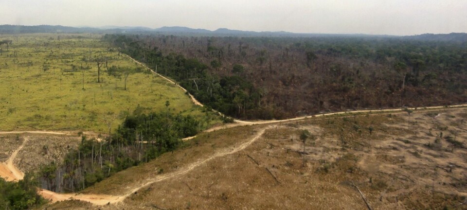 Verdens regnskoger blir ryddet med rasende fart. Det truer nå over halvparten av alle treslagene. (Foto: Reuters)