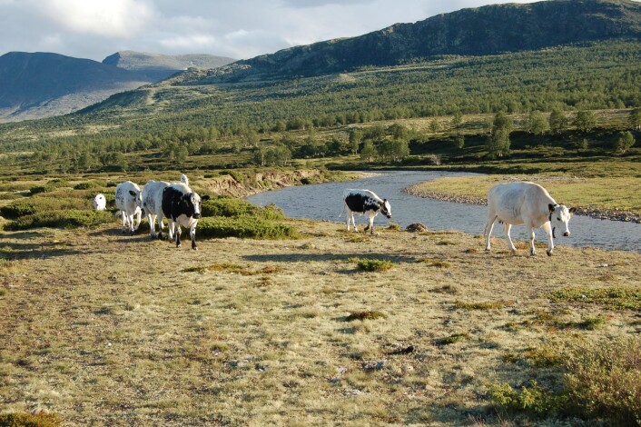 Kuer på beite i Grimsdalen, Oppland. (Foto: S.Grene) Kuer på beite i Grimsdalen, Oppland. (Foto: S.Grene)