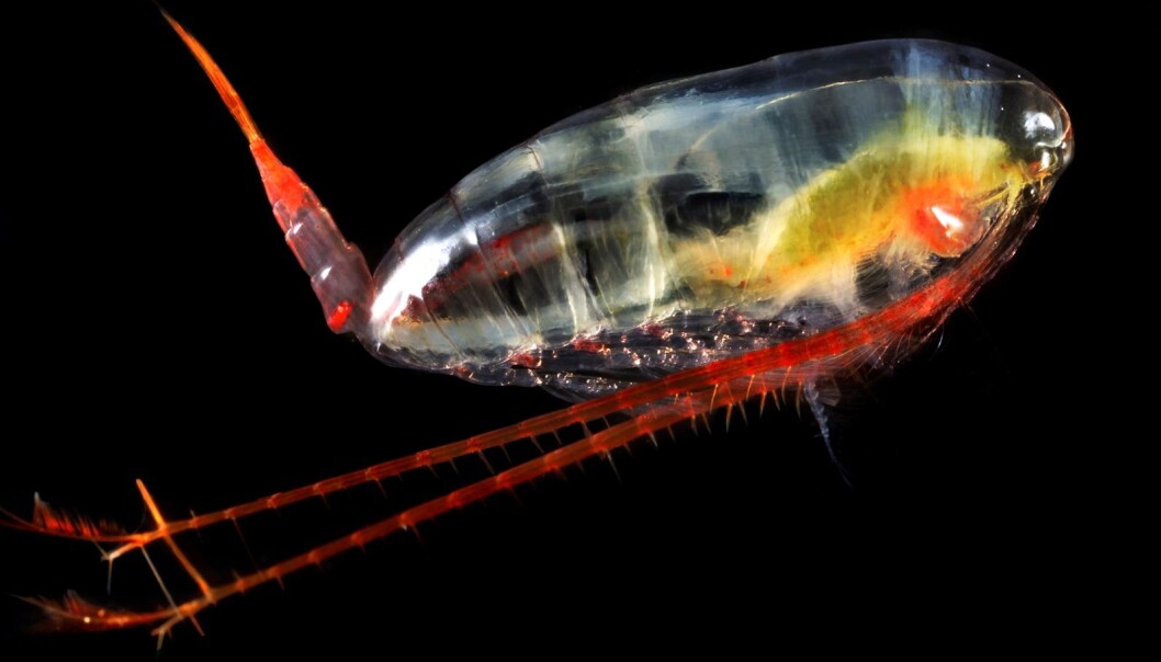 The full Latin name of the calanus copepod is Calanus finmarchicus, and it can grow to up to 3 millimetres. It has a lifespan of about one year and spawns in the spring. The calanus copepod eats phytoplankton. (Photo: Terje van der Meeren, Institute of Marine Research) The full Latin name of the calanus copepod is Calanus finmarchicus, and it can grow to up to 3 millimetres. It has a lifespan of about one year and spawns in the spring. The calanus copepod eats phytoplankton. (Photo: Terje van der Meeren, Institute of Marine Research)
