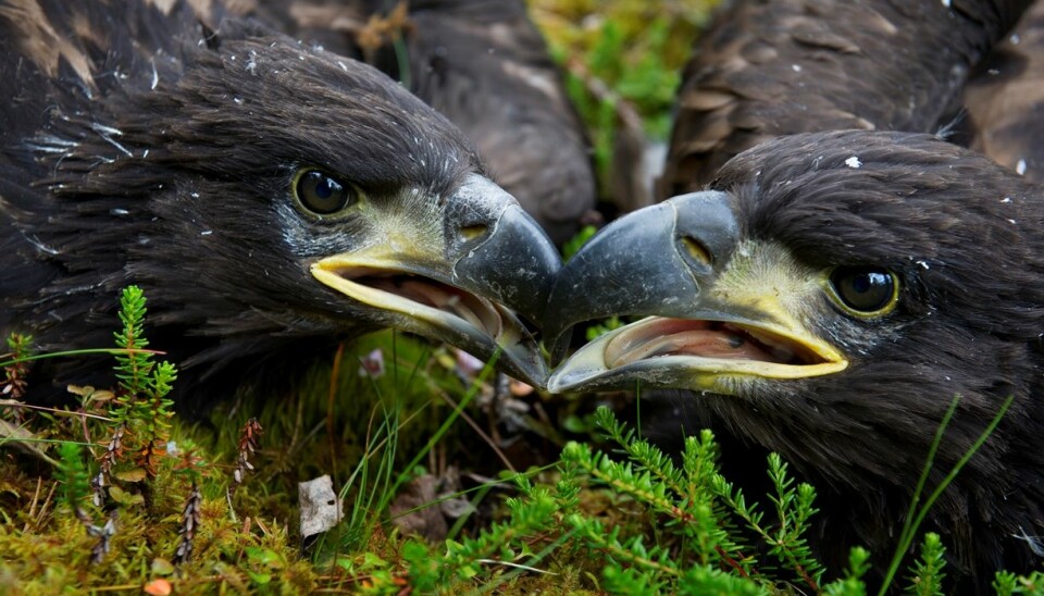 The white-tailed eagle was almost extinct in Norway when it was protected in 1968. Since then, the population has soared and the protection of these great birds is one of Norway’s biggest conservation successes of all time. (Photo: Ingun A. Mæhlum)