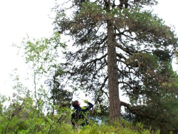 The white-tailed eagle parents have chosen a nesting place with a good view, in the highest pine. Here, the first young eagle has already been brought down, while Johnsen is moving up in the tree to get the other one. (Photo: Ingun A. Mæhlum) The white-tailed eagle parents have chosen a nesting place with a good view, in the highest pine. Here, the first young eagle has already been brought down, while Johnsen is moving up in the tree to get the other one. (Photo: Ingun A. Mæhlum)