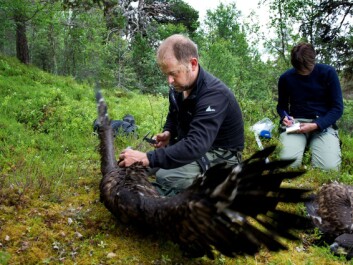These white-tailed eagle young are almost fully grown and not very happy about being measured and weighed by the researchers. The largest white-tailed eagles can be a metre long and have a wingspan of up to 265 cm. They are northern Europe’s largest bird of prey. (Photo: Ingun A. Mæhlum) These white-tailed eagle young are almost fully grown and not very happy about being measured and weighed by the researchers. The largest white-tailed eagles can be a metre long and have a wingspan of up to 265 cm. They are northern Europe’s largest bird of prey. (Photo: Ingun A. Mæhlum)