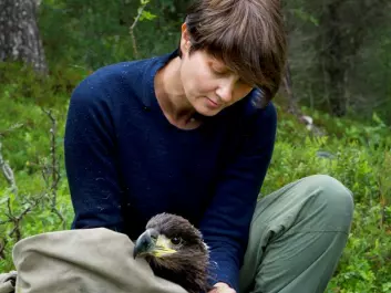 Sletten is careful to handle the young birds as gently as possible as the researchers work with them. (Photo: Ingun A. Mæhlum)