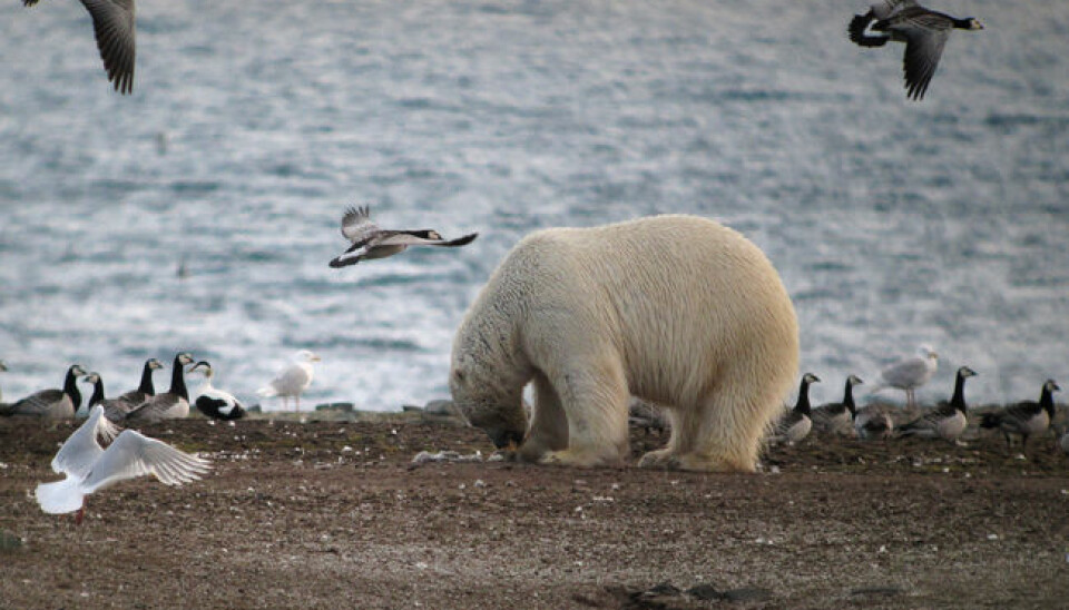 Isbjørnens eggplyndring er et veldig godt eksempel på hvordan klimaendringer kan endre økosystemet i Arktis.  (Foto: Jouke Prop, Arctic Centre, University of Groningen)