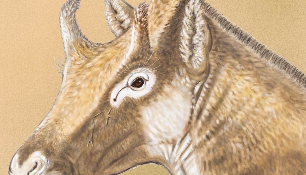 X. amidalae slik en kunstner ser for seg at den så ut. Legg merke til den rare horn-"hatten" på toppen av hodet. (Bilde: Israel M. Sánchez) X. amidalae slik en kunstner ser for seg at den så ut. Legg merke til den rare horn-"hatten" på toppen av hodet. (Bilde: Israel M. Sánchez)
