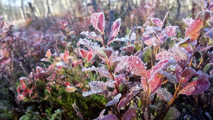 Hvis ikke plantene får herdet godt nok før vinteren, står de i fare for å få frostskader eller dø. (Foto: Helge M. Markusson) Hvis ikke plantene får herdet godt nok før vinteren, står de i fare for å få frostskader eller dø. (Foto: Helge M. Markusson)