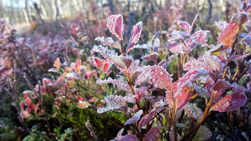 Hvis ikke plantene får herdet godt nok før vinteren, står de i fare for å få frostskader eller dø.  (Foto: Helge M. Markusson)
