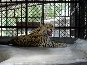 Leopards that have killed people are not released, but kept in captivity for the rest of their lives. (Photo: John Linnell / NINA)