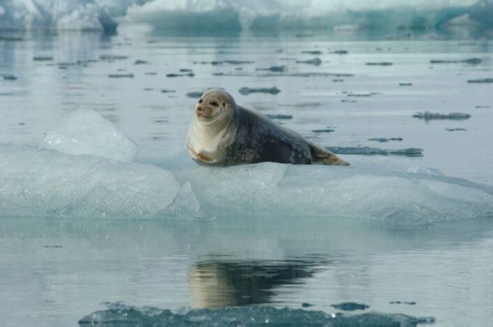 Ringselen har allerede begynt å endre atferd etter at havisen ved Svalbard har kollapset. (Foto: Norsk Polarinstitutt) Ringselen har allerede begynt å endre atferd etter at havisen ved Svalbard har kollapset. (Foto: Norsk Polarinstitutt)