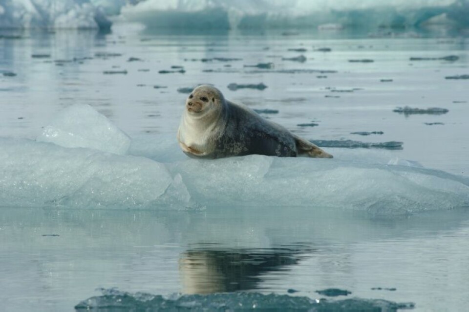 Ringselen har allerede begynt å endre atferd etter at havisen ved Svalbard har kollapset.  (Foto: Norsk Polarinstitutt)