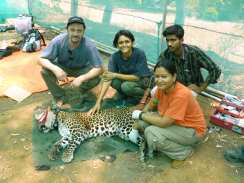 Putting GPS-collars on leopards enabled the researchers to follow the leopard's movement in detail. This proved to be quite stressful, especially when the leopards were lurking right outside people's homes. (Photo: Vidya Athreya) Putting GPS-collars on leopards enabled the researchers to follow the leopard's movement in detail. This proved to be quite stressful, especially when the leopards were lurking right outside people's homes. (Photo: Vidya Athreya)