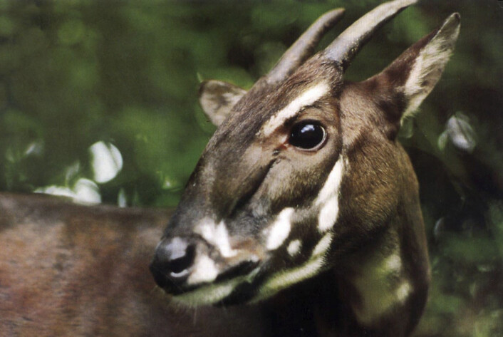 Saola eller Vu Quang-oksen er et av verdens mest sjeldne pattedyr. (Foto: AP/WWF) Saola eller Vu Quang-oksen er et av verdens mest sjeldne pattedyr. (Foto: AP/WWF)