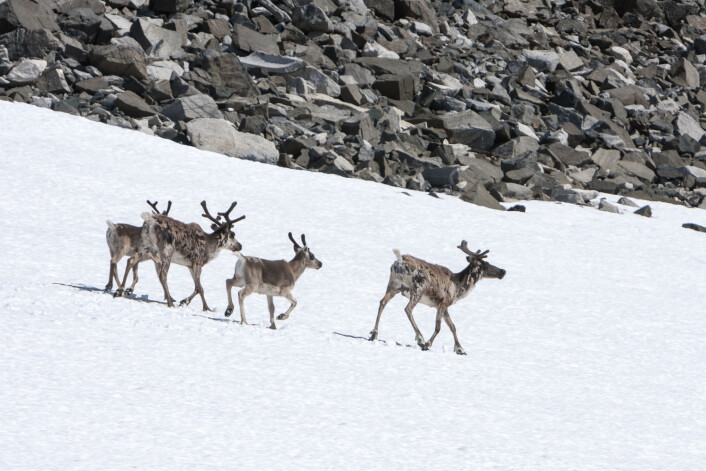 Naturvernerne går inn for å verne natur. I nasjonalparker, for eksempel. For dem er natur lik «urørt natur». Her ser du reinsdyr på Glittertind i Jotunheimen. (Foto: Shutterstock) Naturvernerne går inn for å verne natur. I nasjonalparker, for eksempel. For dem er natur lik «urørt natur». Her ser du reinsdyr på Glittertind i Jotunheimen. (Foto: Shutterstock)