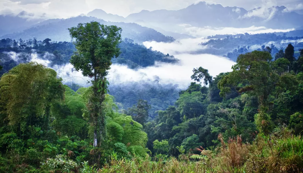 Redder vi regnskogen av hensyn til regnskogen i seg selv eller av hensyn til klimaet? (Foto: Shutterstock)
