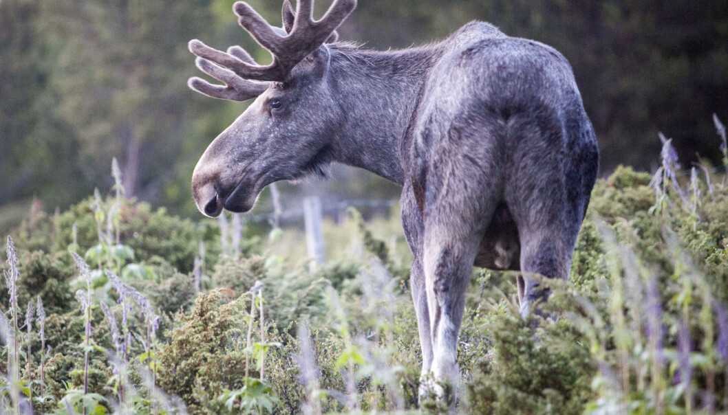 Elger er den største nålevende hjortearten. Den har ikke levd i Danmark på 5000 år, men den blir nå en del av det rike dyrelivet i området Lille Vildmose. (Foto: Paul Kleiven, NTB scanpix) Elger er den største nålevende hjortearten. Den har ikke levd i Danmark på 5000 år, men den blir nå en del av det rike dyrelivet i området Lille Vildmose. (Foto: Paul Kleiven, NTB scanpix)