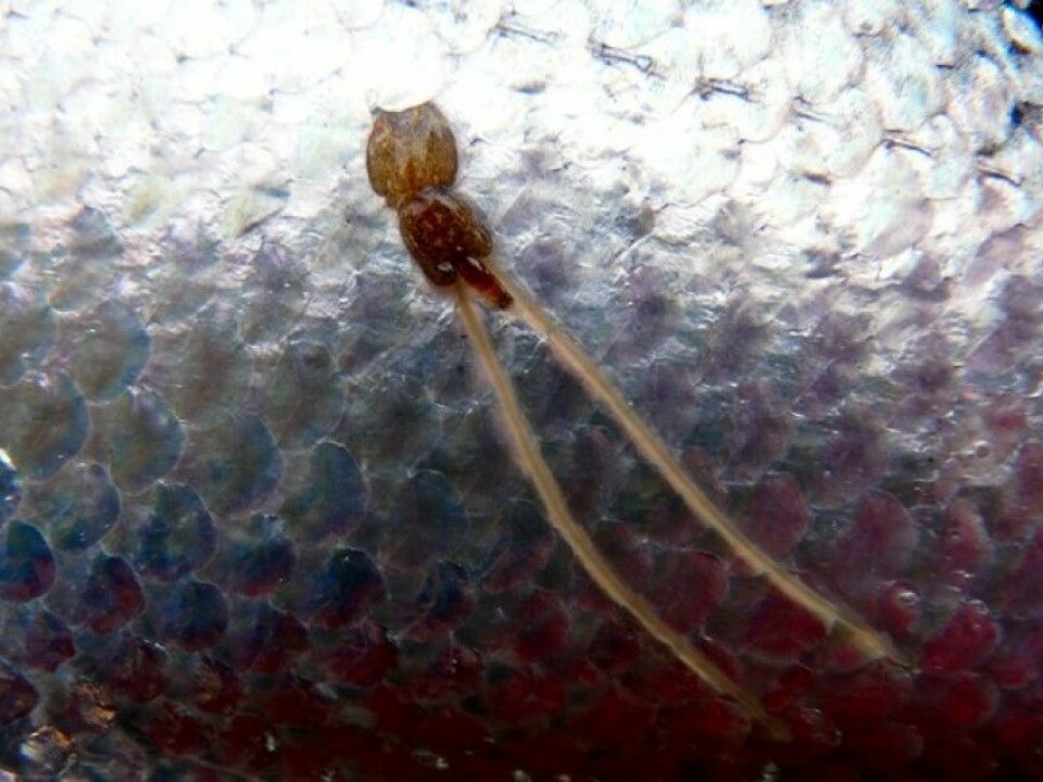 The salmon lice is the most common parasite on farmed salmon. They feed on skin and blood from their host fish. (Photo: Trygve Poppe)