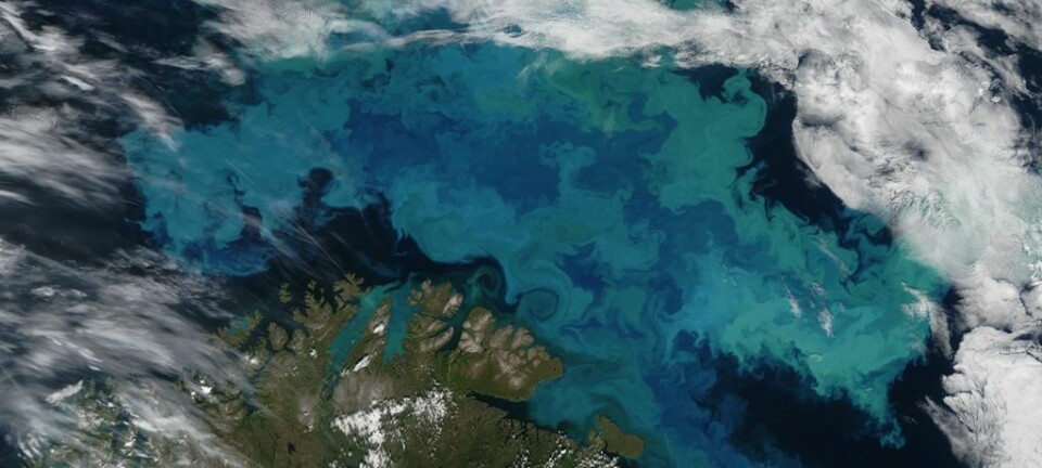 Den grønnblå massen er enorm bestand av planktonarten coccolithophorer i Barentshavet.  (Foto: NASA Earth Observatory/Wikimedia commons.)