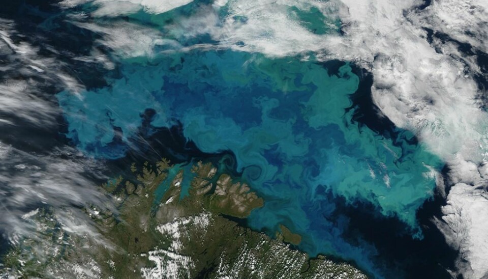 Den grønnblå massen er enorm bestand av planktonarten coccolithophorer i Barentshavet.  (Foto: NASA Earth Observatory/Wikimedia commons.)
