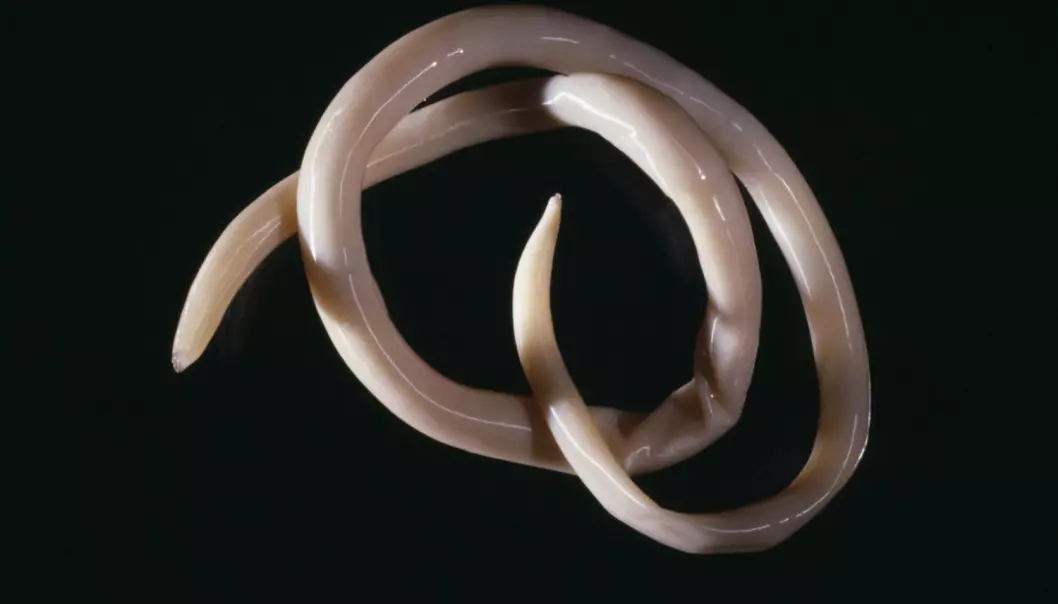 Denne ormen kan gjøre det lettere å bli gravid