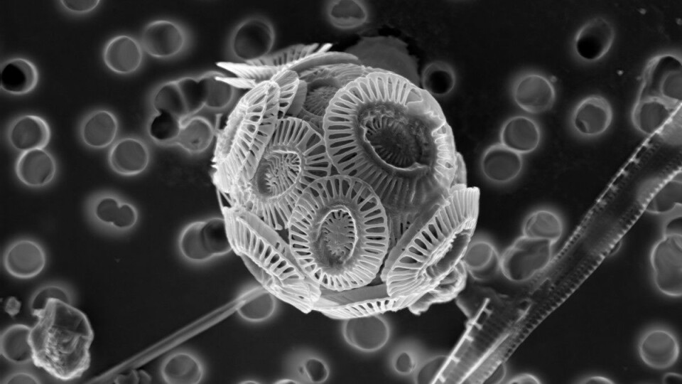 Slik ser en type mikroalge ut når den er forstørra mange ganger.
 (Foto: Mikal Heldal & Egil S. Erichsen, Universitetet i Bergen)