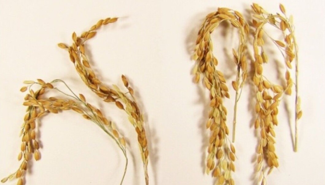 Den nye risen (til høyre), sammenlignet med «vanlig» ris (til venstre). Den nye risen lager mye mindre metan enn den gamle. (Foto: Swedish University of Agricultural Sciences) Den nye risen (til høyre), sammenlignet med «vanlig» ris (til venstre). Den nye risen lager mye mindre metan enn den gamle. (Foto: Swedish University of Agricultural Sciences)