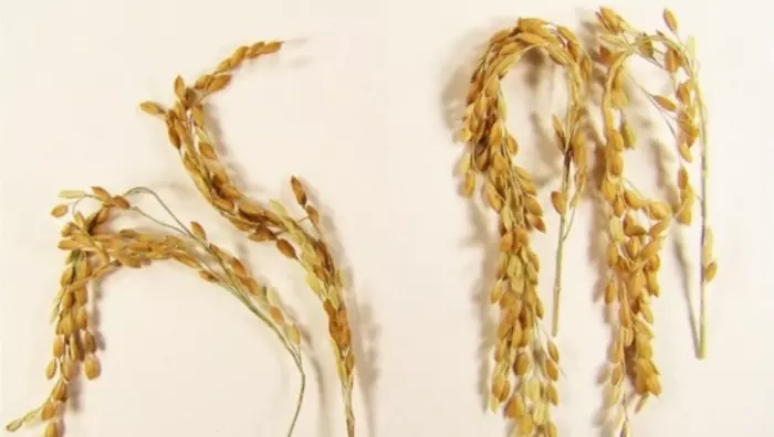 Klimavennlig ris kåret til årets nyskaping