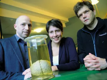 To understand how this huge network of billions of nerve cells in the brain works, Anders Malthe-Sørenssen (on the left), Marianne Fyhn and Gaute Einevoll must resort to enormous computations on the university's powerful computational computer. (Photo: Ola Sæther)