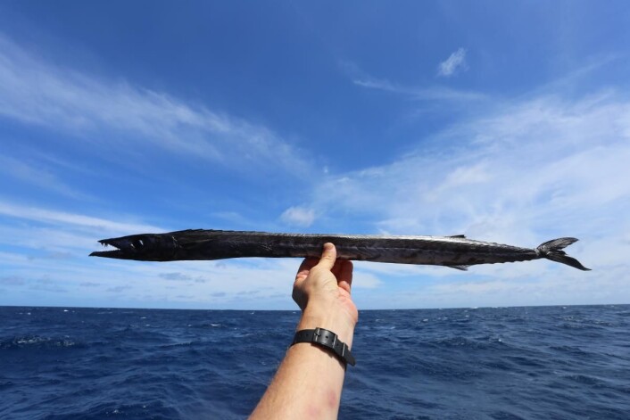 I sin bok om Kon-Tiki-ekspedisjonen, skriver Thor Heyerdahl: "The fish was over three feet long, as slender as a snake, with dull black eyes and a long snout with a greedy jaw full of long sharp teeth ... Bengt too was woken at last by all the noise. He sat up drowsily in his sleeping bag and said solemnly: "No, fish like that doesn't exist" ... Bengt was not far wrong. It appeared later that we six sitting round the lamp in the bamboo canbin were the first men to have seen this fish alive". Med Kon-Tiki 2s fiskelykke har antallet som har sett denne fisken nå økt betraktelig. (Foto: Håkon Wium Lie, Kon-Tiki 2) I sin bok om Kon-Tiki-ekspedisjonen, skriver Thor Heyerdahl: "The fish was over three feet long, as slender as a snake, with dull black eyes and a long snout with a greedy jaw full of long sharp teeth ... Bengt too was woken at last by all the noise. He sat up drowsily in his sleeping bag and said solemnly: "No, fish like that doesn't exist" ... Bengt was not far wrong. It appeared later that we six sitting round the lamp in the bamboo canbin were the first men to have seen this fish alive". Med Kon-Tiki 2s fiskelykke har antallet som har sett denne fisken nå økt betraktelig. (Foto: Håkon Wium Lie, Kon-Tiki 2)