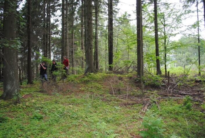 Typisk eksempel på jordbygget gravhaug fra jernalderen i jordbrukslandskapet på grensen mellom skog og innmark. (Foto: NIKU) Typisk eksempel på jordbygget gravhaug fra jernalderen i jordbrukslandskapet på grensen mellom skog og innmark. (Foto: NIKU)