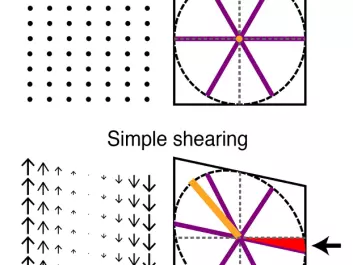 Shearing reproduces both asymmetry and rotation seen in recorded grid cells. Shearing displaces points on a grid proportionally to the distance from a shear axis (left panels). Shearing a grid pattern comes out as turning it elliptical and introducing a rotation to the previously parallel axis (right panels, red area and arrow). (Illustration: Tor Stensola/NTNU Kavli Institute)