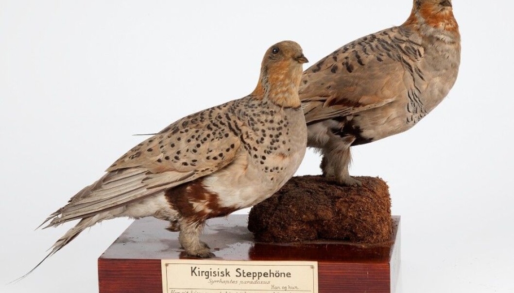 From the bird collection at NHM: two specimens of Pallas’s sandgrouse, shot at two different locations in Norway, 1888. (Photo: Karsten Sund, NHM) From the bird collection at NHM: two specimens of Pallas’s sandgrouse, shot at two different locations in Norway, 1888. (Photo: Karsten Sund, NHM)