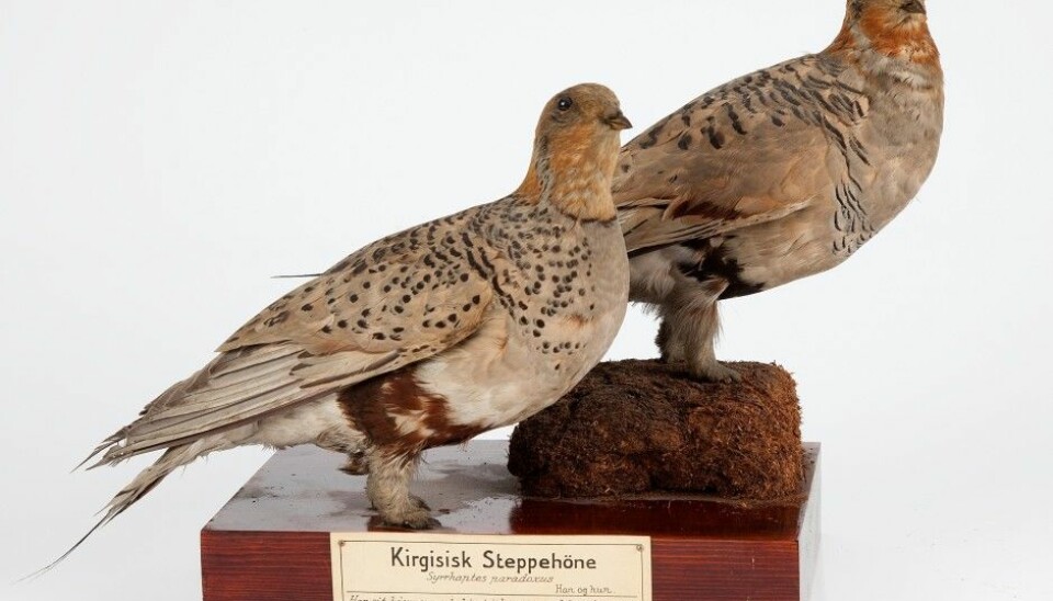 From the bird collection at NHM: two specimens of Pallas’s sandgrouse, shot at two different locations in Norway, 1888. (Photo: Karsten Sund, NHM)