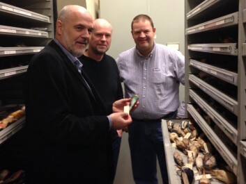 Jan T. Lifjeld, Arild Johnsen and Lars Erik Johannessen in NHM’s collection of bird skins. Now they invite anyone to explore what can be found here. (Photo: Torstein Helleve, NHM) Jan T. Lifjeld, Arild Johnsen and Lars Erik Johannessen in NHM’s collection of bird skins. Now they invite anyone to explore what can be found here. (Photo: Torstein Helleve, NHM)