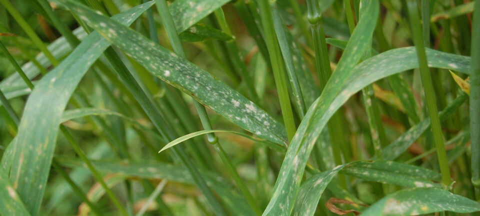 Hvete der Lr67-genet er mutert og melduggen utvikler seg og sprer seg raskt. (Foto: NMBU)