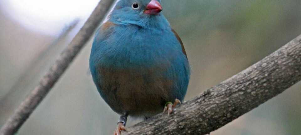 Fuglen blåhodeastrild. (Foto: DickDaniels, Creative Commons BY-SA 3.0)