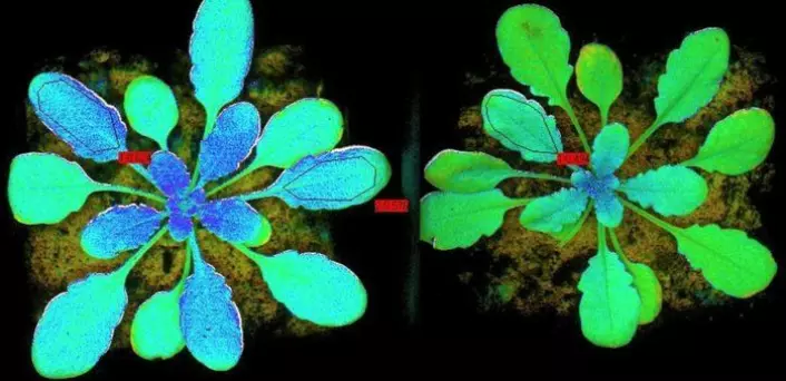 Fluorescens under fotosyntese hos planter. Denne gløden ligger i den nære infrarøde delen av spekteret og indikerer helsetilstanden til planten. (Foto: U. Rascher/Forschungszentrum Jülich)
