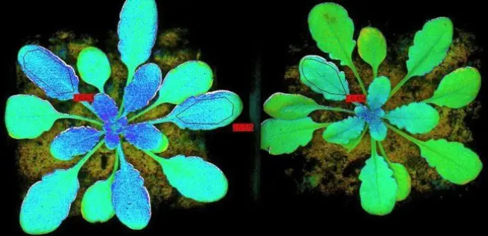 Fluorescens under fotosyntese hos planter. Denne gløden ligger i den nære infrarøde delen av spekteret og indikerer helsetilstanden til planten. (Foto: U. Rascher/Forschungszentrum Jülich) Fluorescens under fotosyntese hos planter. Denne gløden ligger i den nære infrarøde delen av spekteret og indikerer helsetilstanden til planten. (Foto: U. Rascher/Forschungszentrum Jülich)