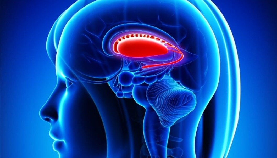 The putamen’s position within the brain. (Photo: Microstock) The putamen’s position within the brain. (Photo: Microstock)