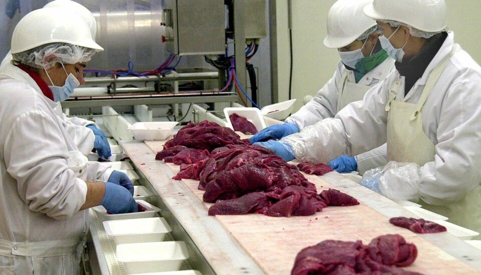 E. coli bacteria survive easily in food-production facilities.(Photo: Colourbox)